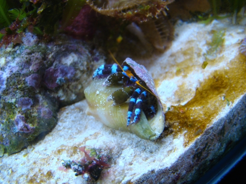  Calcinus elegans (Blue-banded Hermit Crab)